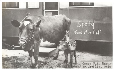 Spotty and Her Calf