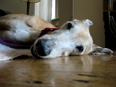 Peanut the dog relaxing on the floor